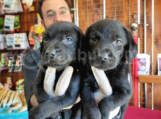 Mükemmel Labrador Yavrularimiz A Kali̇te görsel