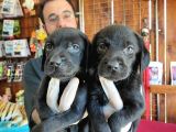 Mükemmel Labrador Yavrularimiz A Kali̇te
