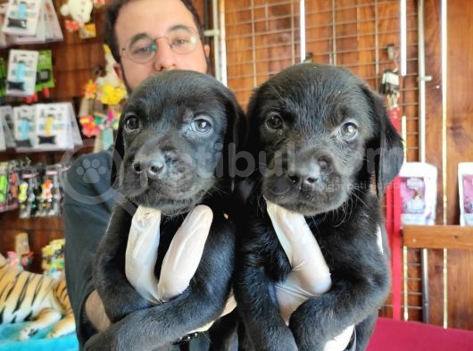 Mükemmel Labrador Yavrularimiz A Kali̇te görsel