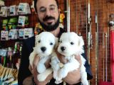 Bembeyaz Maltese Terri̇er 0 Numara