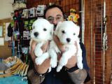 Bembeyaz Maltese Terri̇er 0 Numara