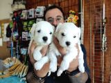 BEMBEYAZ MALTESE TERRİER 0 NUMARA