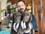 Mükemmel Labrador Yavrularimiz A Kali̇te