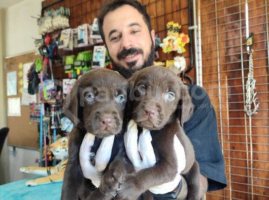 Mükemmel Labrador Yavrularimiz A Kali̇te görsel