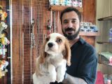 Muhteşem Cavali̇er Ki̇ng Charles Yavrular