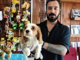 Muhteşem Cavali̇er Ki̇ng Charles Yavrular