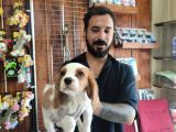 Muhteşem Cavali̇er Ki̇ng Charles Yavrular