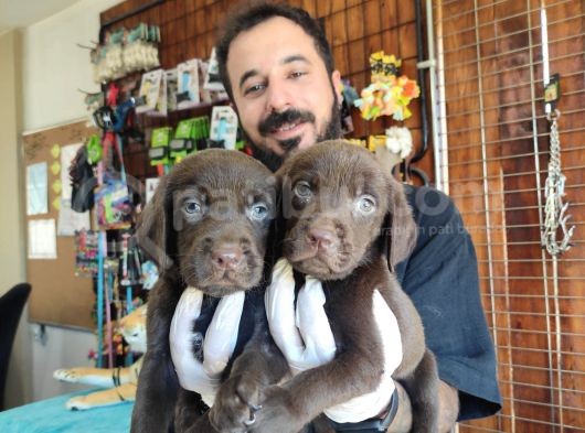 Mükemmel Labrador Yavrularimiz A Kali̇te