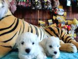 Bembeyaz Maltese Terri̇er 0 Numara