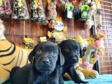 Mükemmel Labrador Yavrularimiz A Kali̇te