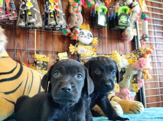 Mükemmel Labrador Yavrularimiz A Kali̇te görsel