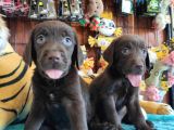 Mükemmel Labrador Yavrularimiz A Kali̇te