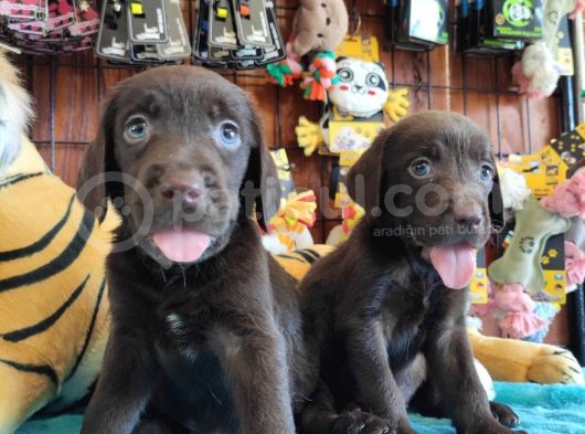 Mükemmel Labrador Yavrularimiz A Kali̇te görsel