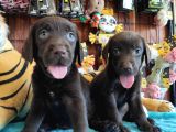 Mükemmel Labrador Yavrularimiz A Kali̇te