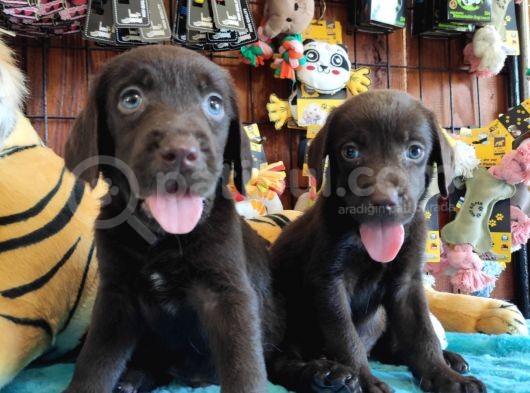Mükemmel Labrador Yavrularimiz A Kali̇te görsel