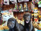 Mükemmel Labrador Yavrularimiz A Kali̇te