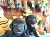 Mükemmel Labrador Yavrularimiz A Kali̇te
