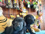 Mükemmel Labrador Yavrularimiz A Kali̇te