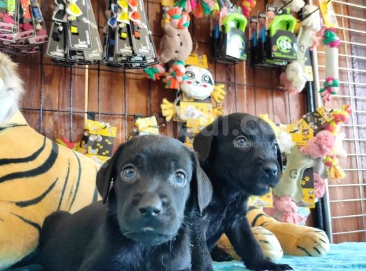 Mükemmel Labrador Yavrularimiz A Kali̇te görsel