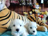 Bembeyaz Maltese Terri̇er 0 Numara