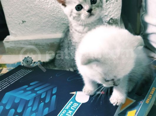 Mavi Gözlü Scottish Fold Muhteşem Güzellik Acill görsel
