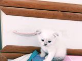 Mavi Gözlü Scottish Fold Muhteşem Güzellik Acill
