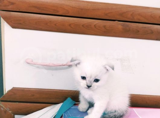Mavi Gözlü Scottish Fold Muhteşem Güzellik Acill görsel
