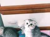 Mavi Gözlü Scottish Fold Muhteşem Güzellik Acill