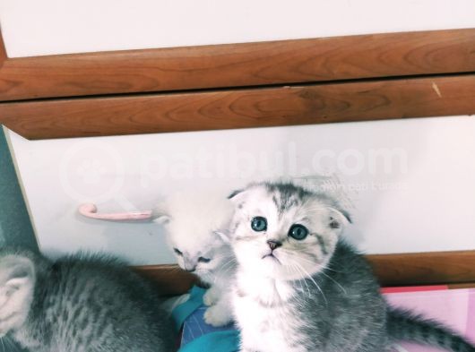 Mavi Gözlü Scottish Fold Muhteşem Güzellik Acill görsel