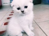 Mavi Gözlü Scottish Fold Muhteşem Güzellik Acill