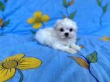 0 No Maltese Bebeğimiz