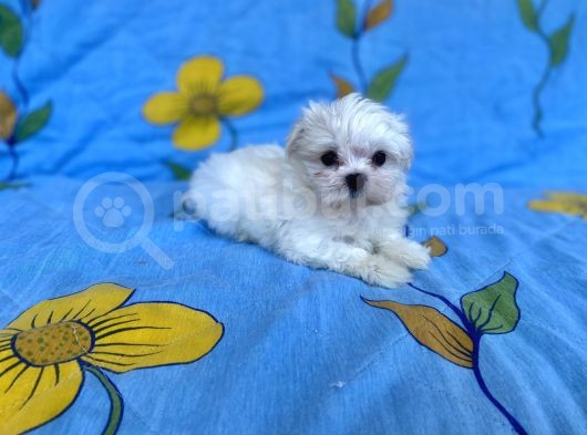 0 No Maltese Bebeğimiz görsel