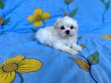0 No Maltese Bebeğimiz
