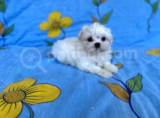 0 No Maltese Bebeğimiz görsel