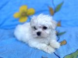 0 No Maltese Bebeğimiz