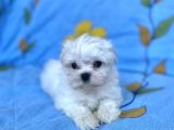 0 No Maltese Bebeğimiz