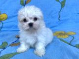 0 No Maltese Bebeğimiz