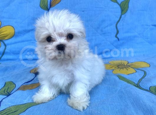 0 No Maltese Bebeğimiz görsel