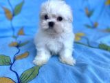 0 No Maltese Bebeğimiz
