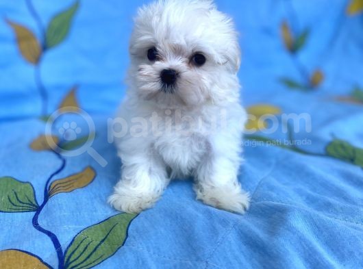 0 No Maltese Bebeğimiz görsel