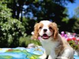 Muhteşem Güzellikte Cavalier King Charles Yavrusu