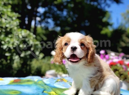 Muhteşem Güzellikte Cavalier King Charles Yavrusu görsel