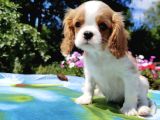 Muhteşem güzellikte cavalier king charles yavrusu