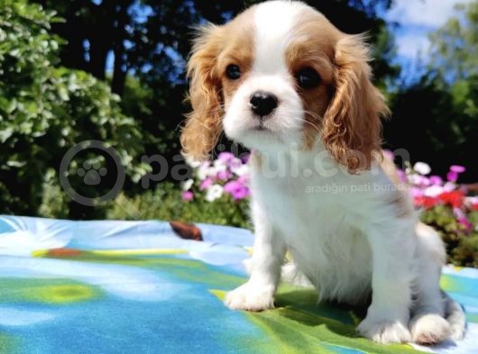 Muhteşem Güzellikte Cavalier King Charles Yavrusu