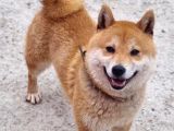 Shiba Bebekler