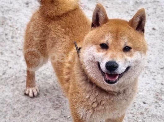 Shiba Bebekler görsel