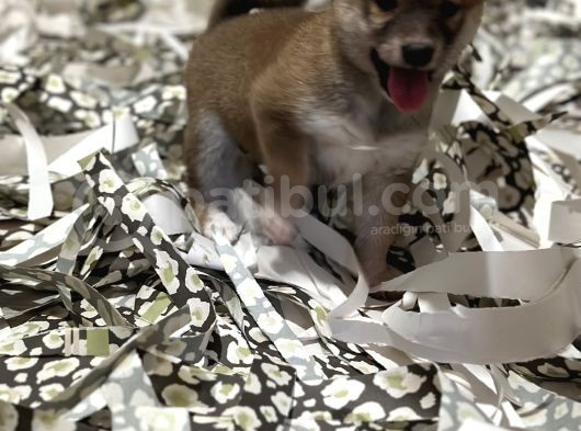Shiba Bebekler görsel