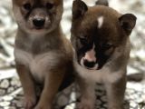 Shiba Bebekler