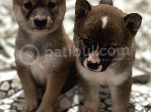 Shiba Bebekler görsel