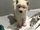Shiba Bebekler